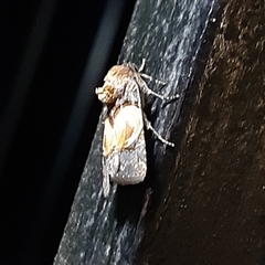 Hampsonodes orbica
