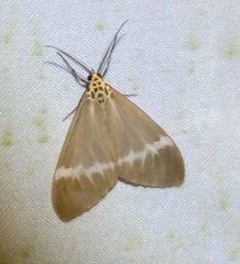 Nyctemera hyalina