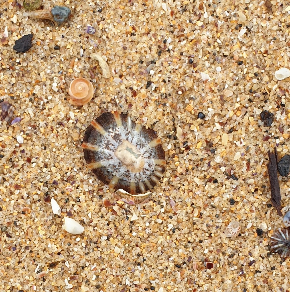 Variegated limpet from Sydney NSW, Australia on February 23, 2021 at 05 ...