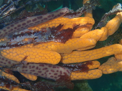 Colonial Ascidian