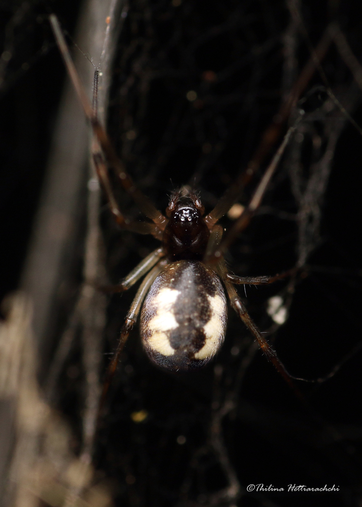 Neriene katyae