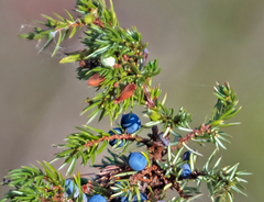 Oligotrophus juniperinus