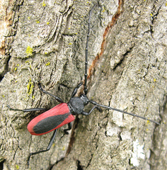 Purpuricenus kaehleri