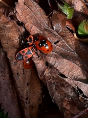 Pyrrhocoris apterus