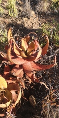 Aloe microstigma microstigma
