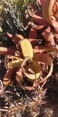 Aloe microstigma microstigma