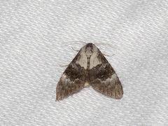 Acatapaustus leucospila