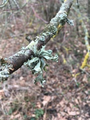 Ramalina fraxinea