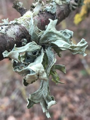 Ramalina fraxinea