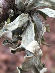 Ramalina fraxinea