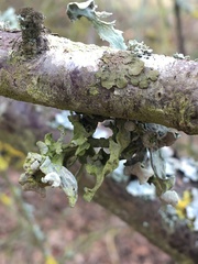 Ramalina fraxinea