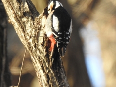 Dendrocopos major