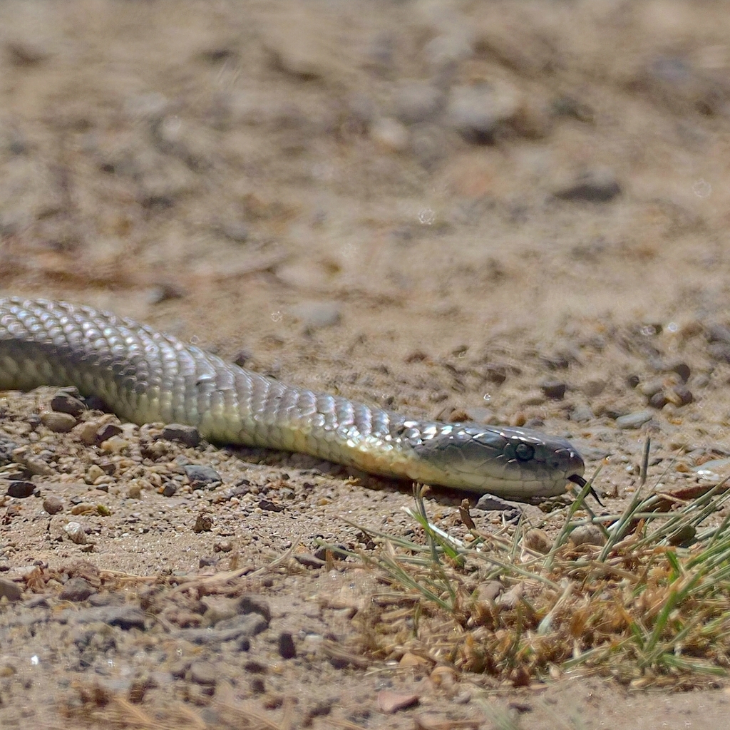 Tiger Snake from Junction Village VIC 3977, Australia on February 23 ...