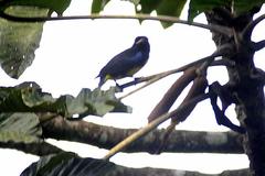 Bangsia melanochlamys