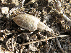 Megamecus argentatus