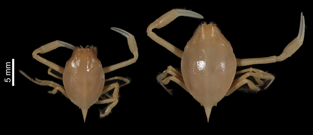 Myra elegans