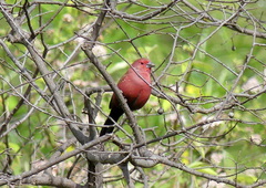 Lagonosticta rhodopareia