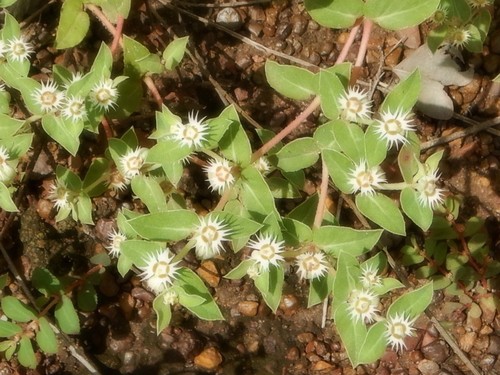 Euphorbia schizolepis