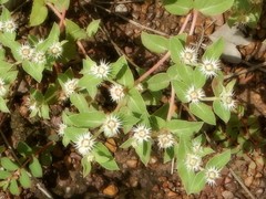 Euphorbia schizolepis