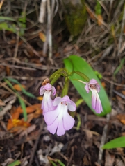 Cynorkis purpurascens