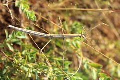 Sceptrophasma bituberculatum