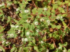 Euphorbia schizolepis