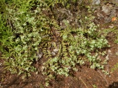 Euphorbia schizolepis