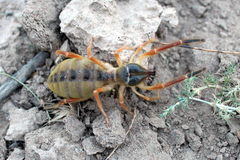 Galeodidae