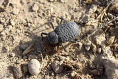 Trigonoscelis nodosa