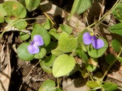 Polygala orbicularis