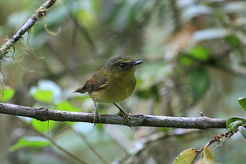Bronze-olive Pygmy-Tyrant (Pseudotriccus pelzelni)