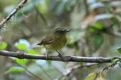 Pseudotriccus pelzelni