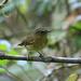 Bronze-olive Pygmy-Tyrant - Photo (c) upupamartin, some rights reserved (CC BY-NC-ND), uploaded by upupamartin