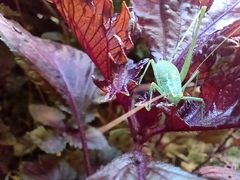 Anisophya punctinervis