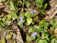 Polygala orbicularis