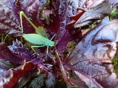 Anisophya punctinervis