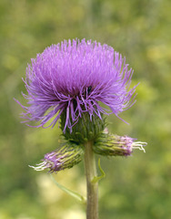 Cirsium heterophyllum