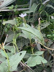 Ipomoea lapathifolia lapathifolia