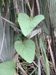 Ipomoea lapathifolia lapathifolia