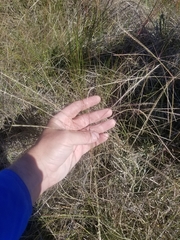 Chloris texensis