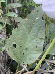 Ipomoea lapathifolia lapathifolia
