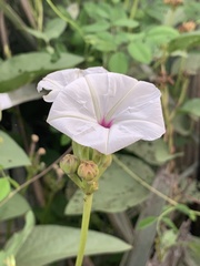 Ipomoea lapathifolia lapathifolia