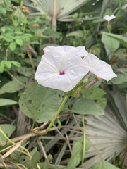Ipomoea lapathifolia lapathifolia