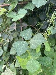 Rhynchosia minima minima