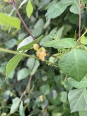 Rhynchosia minima minima