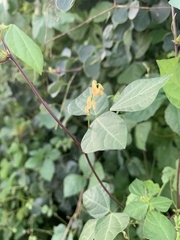 Rhynchosia minima minima