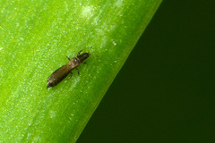 Limothrips cerealium