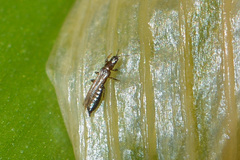 Limothrips cerealium