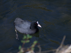 Fulica atra
