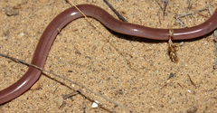 Xerotyphlops vermicularis